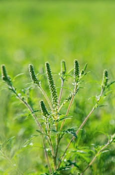 Ragweed blooms in the garden. Selective focus. Nature.