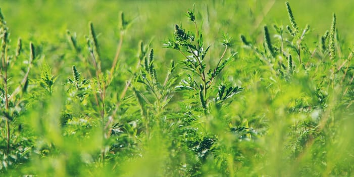 Ragweed blooms in the garden. Selective focus. Nature.