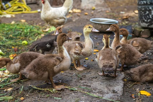 Ducks on a farm. Selective focus. Nature.