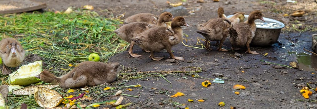 Ducks on a farm. Selective focus. Nature.