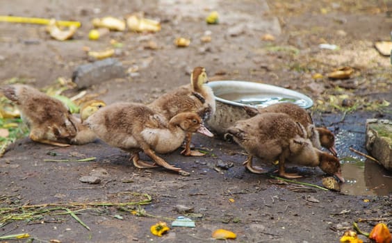 Ducks on a farm. Selective focus. Nature.