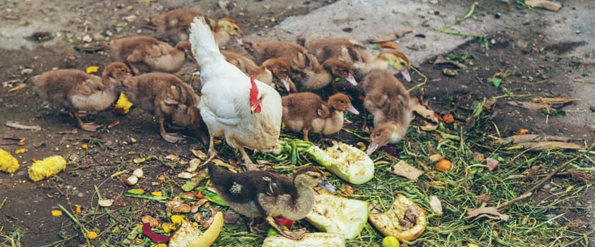 Ducks on a farm. Selective focus. Nature.