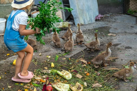 Child with ducklings on a farm. Selective focus. Kid.