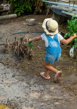 Child with ducklings on a farm. Selective focus. Kid.