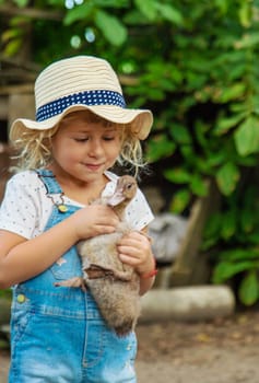 Child with ducklings on a farm. Selective focus. Kid.