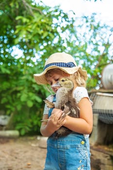 Child with ducklings on a farm. Selective focus. Kid.