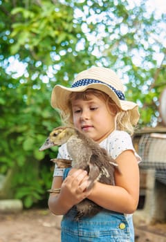 Child with ducklings on a farm. Selective focus. Kid.