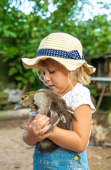 Child with ducklings on a farm. Selective focus. Kid.