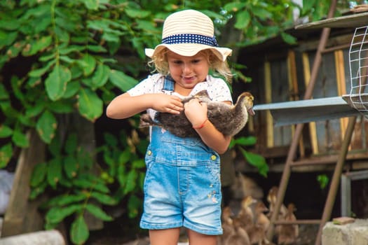 Child with ducklings on a farm. Selective focus. Kid.