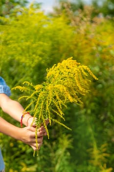 Child in ragweed flowers allergy. Selective focus. Kid.