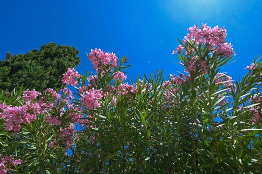 Bunches of pink petals of fragrant Sweet Oleander flower or Rose Bay, flowering plant blossom on green leaves background in summer season . High quality photo