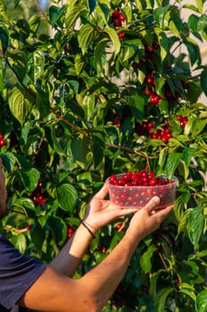 Harvesting dogwood in the garden. Selective focus. Food.