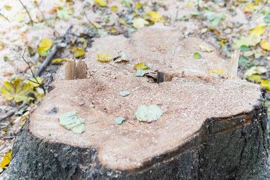 tree old cut texture oak forest background wood trunk stump circle nature natural