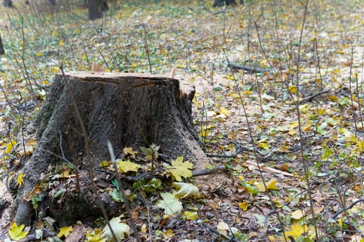 nature forest wood old trunk natural cut oak texture stump circle background tree