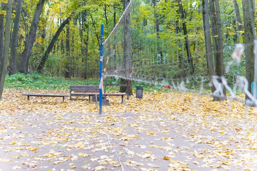 tree wooden surface landscape outdoor white tennis background forest wood green park nature