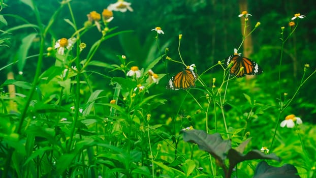 Summer mood background. Energy of Magic wild flora and fauna. Flowers, grass, butterflies.