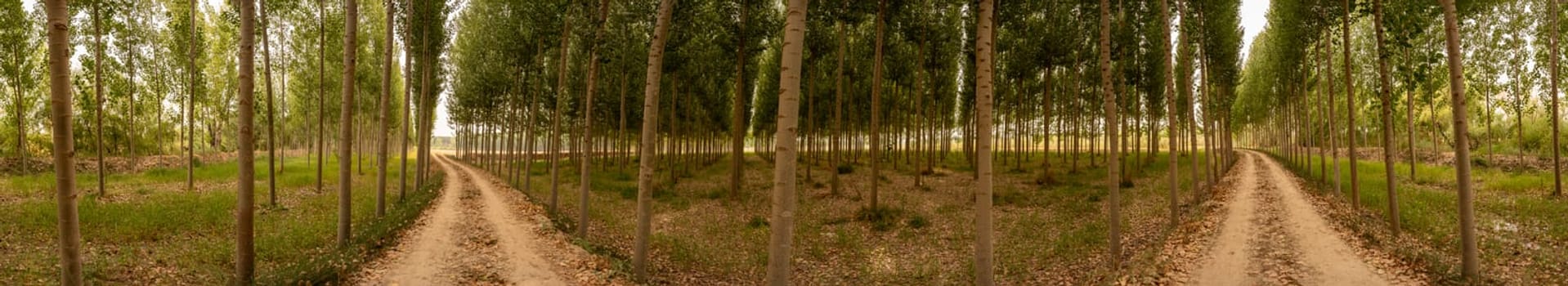 A winding dirt path meanders through a beautiful poplar forest, with golden leaves carpeting the ground, creating a serene autumn atmosphere for those seeking exploration and relaxation