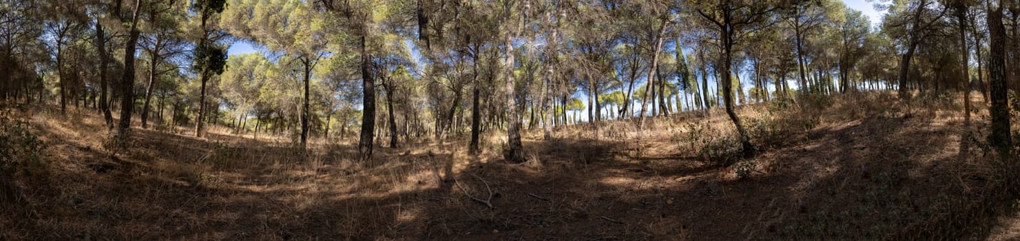 Imagine a serene forest with lush trees and sunlight filtering through vibrant leaves, perfect for natureinspired projects and ecofriendly initiatives that showcase outdoor beauty