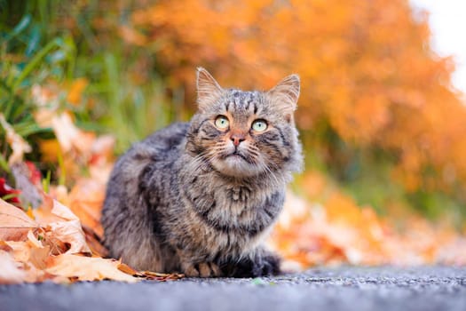 Autumn portrait of a cat. A colored cat. a pet. Photos for printed products . Autumn is golden . Animal. High quality photo
