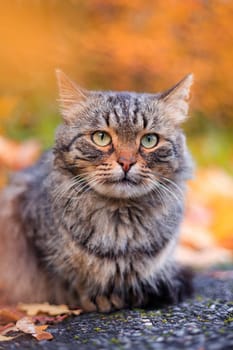 Autumn portrait of a cat. A colored cat. a pet. Photos for printed products . Autumn is golden . Animal. High quality photo