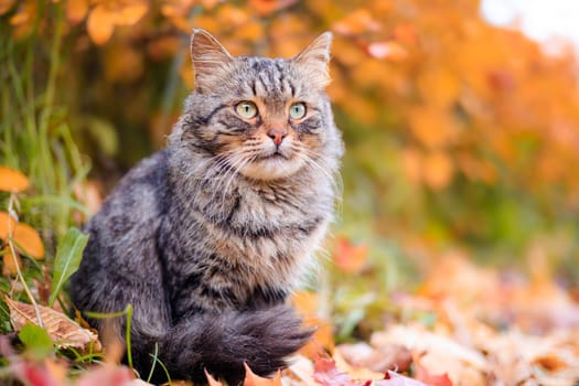 Autumn portrait of a cat. A colored cat. a pet. Photos for printed products . Autumn is golden . Animal. High quality photo
