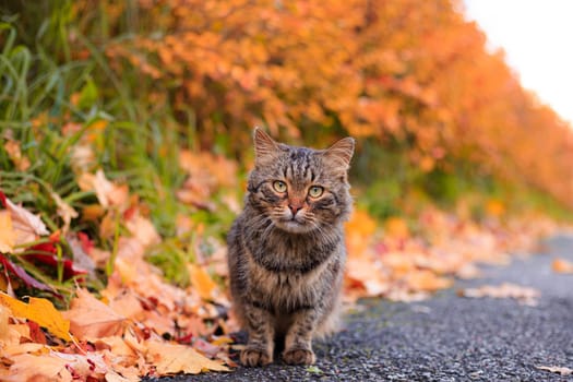 Autumn portrait of a cat. A colored cat. a pet. Photos for printed products . Autumn is golden . Animal. High quality photo