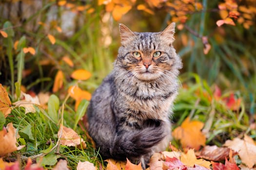 Autumn portrait of a cat. A colored cat. a pet. Photos for printed products . Autumn is golden . Animal. High quality photo