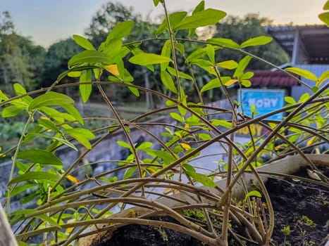 View of dense green plant. Green plant nature background.