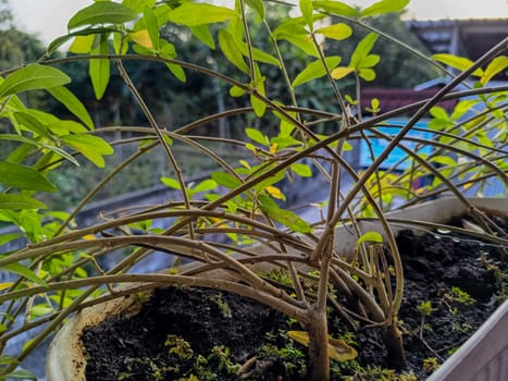 View of dense green plant. Green plant nature background.
