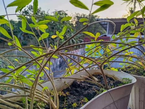 View of dense green plant. Green plant nature background.