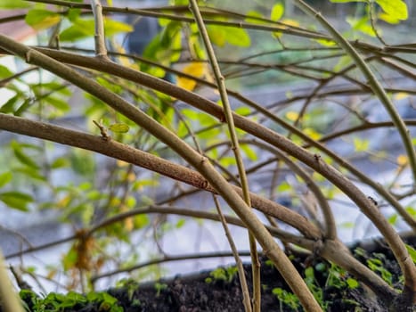 View of dense green plant. Green plant nature background.