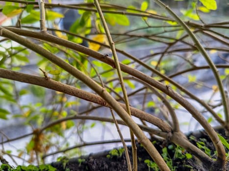 View of dense green plant. Green plant nature background.