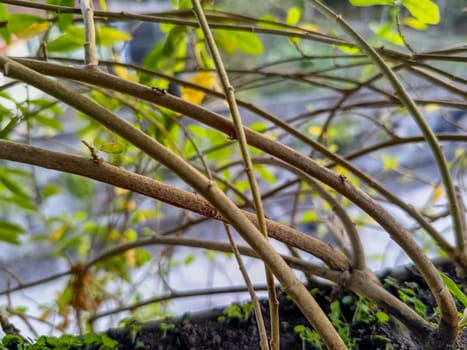 View of dense green plant. Green plant nature background.