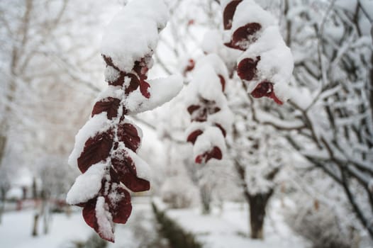 Branches of a tree with red leaves in the snow in winter in the forest