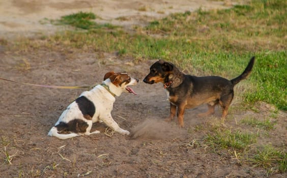 Two dogs playing on a walk. Selective focus. Nature.