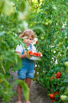Child with tomatoes in hands in the garden. Selective focus. kid.