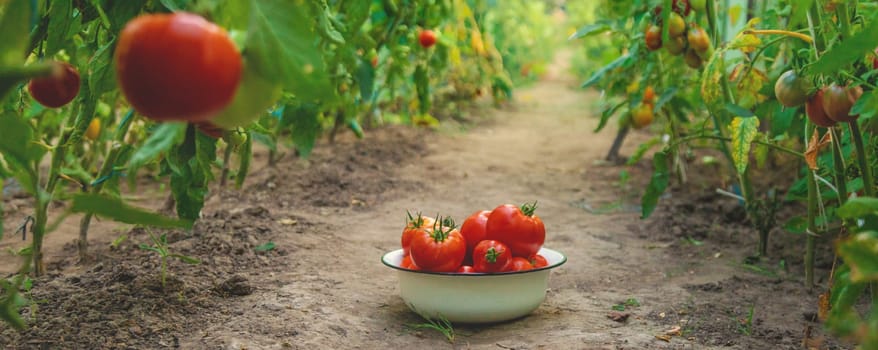 Tomato harvest in the garden. Selective focus. food.