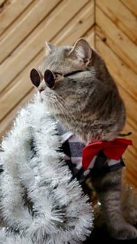 Scottish straight cat celebrates holiday eve Happy New Year 2025 and Merry Christmas. Pet in sunglasses is looking at the camera.