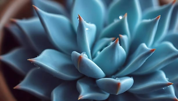 A macro photograph of a blue succulent with dew drops on its leaves. The image showcases the intricate details of the plant's structure and texture. The soft, diffused light creates a sense of tranquility and highlights the delicate beauty of nature. This image is perfect for projects related to nature, botany, gardening, and beauty. It can also be used as a decorative element for websites, social media, and print media.