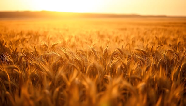 A beautiful close-up shot of a wheat field bathed in the warm glow of a setting sun. The golden hues of the wheat stalks and the soft, diffused light create a sense of tranquility and peace. This image is perfect for projects related to nature, agriculture, harvest, summer, or the beauty of the countryside. It can also be used as a background or texture for design projects.,