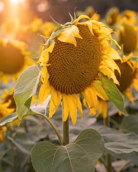 Sunflower (Helianthus annuus), close up of the flower head