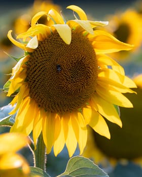 Sunflower (Helianthus annuus), close up of the flower head