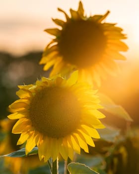 Sunflower (Helianthus annuus), close up of the flower head