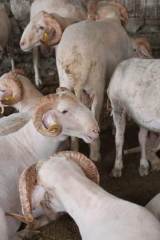 sheep animal in a farm land in istanbul