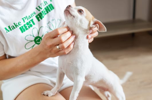 Portrait of a happy dog. Portrait of a white and beige Chihuahua dog being petted by a girl, caring for a pet