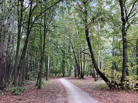 Forest trail scene. Woodland path. High quality photo