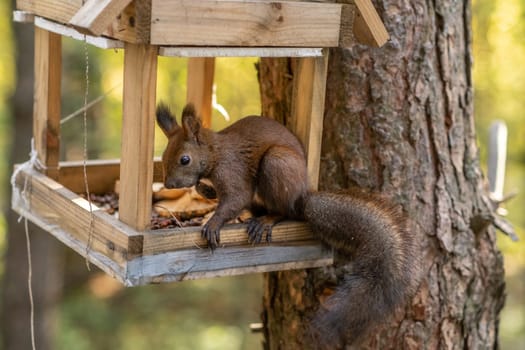 A beautiful red squirrel climbs a tree in search of food. A squirrel sits in a feeder eating nuts and seeds close-up.