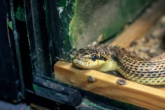 Small brown snake in a terrarium close up