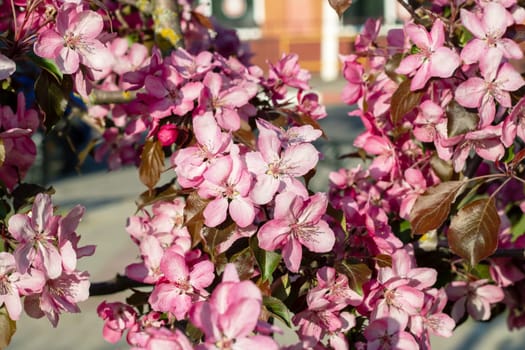 Bright pink apple blossoms close up, natural background