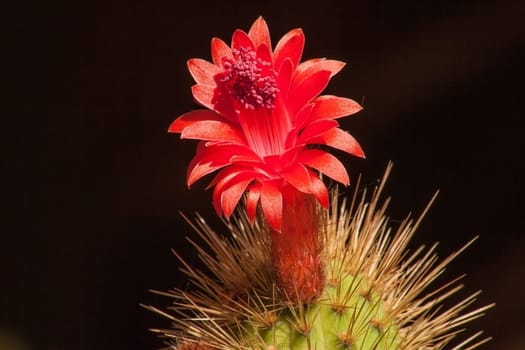 Macro image of a single Cleistocactus samaipatanus flower isolated on a black background